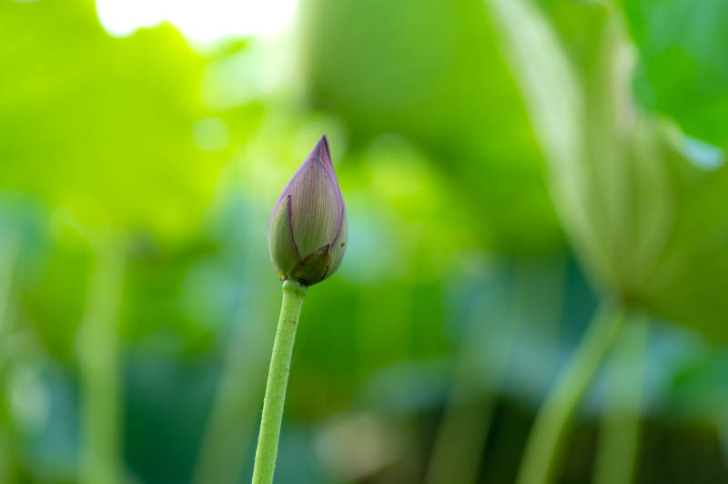 含苞待放的莲花蕾