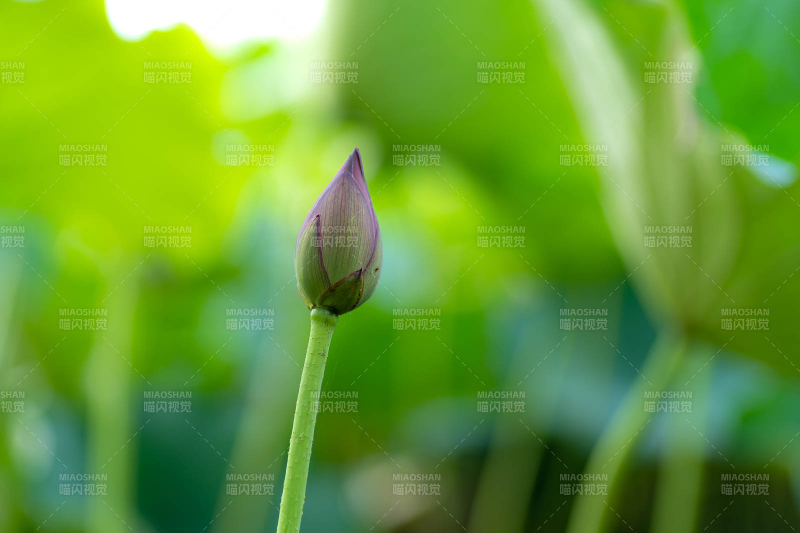 含苞待放的蓮花蕾