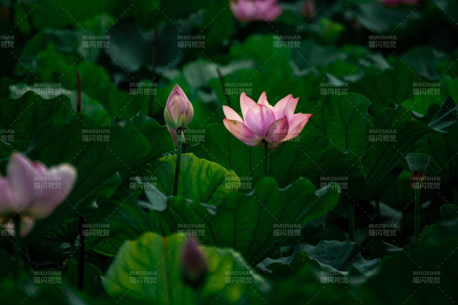 荷塘月色 蓮花靜美
