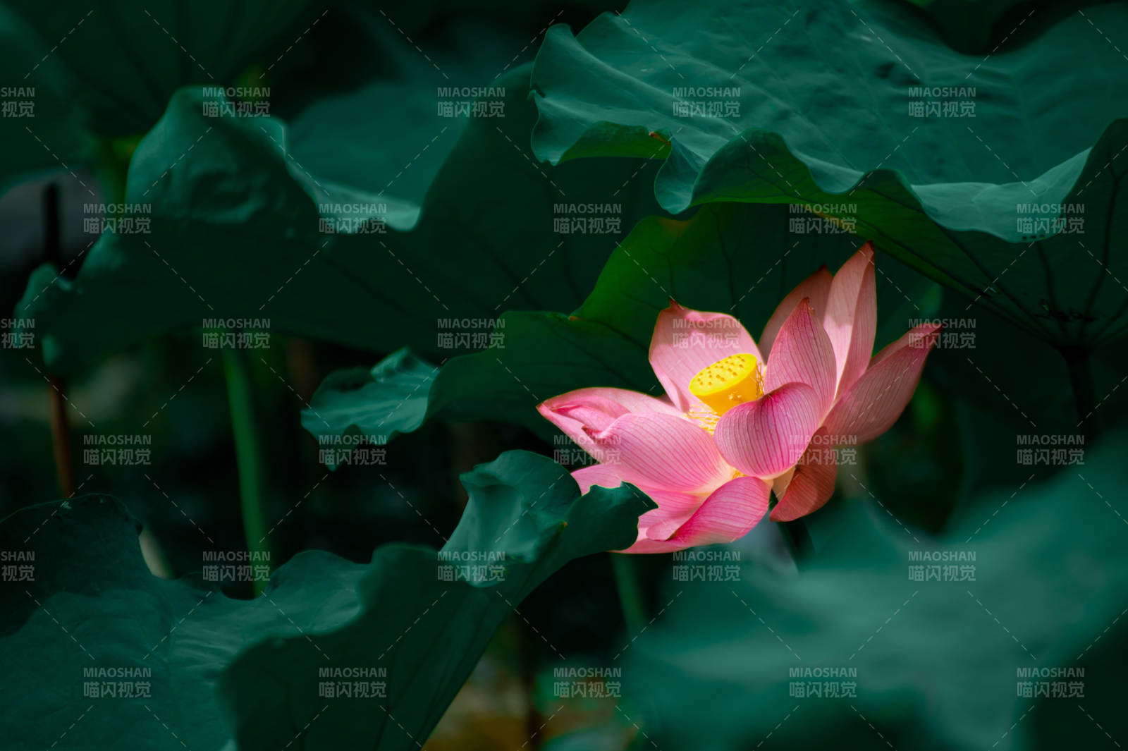 荷塘月色 蓮花綻放