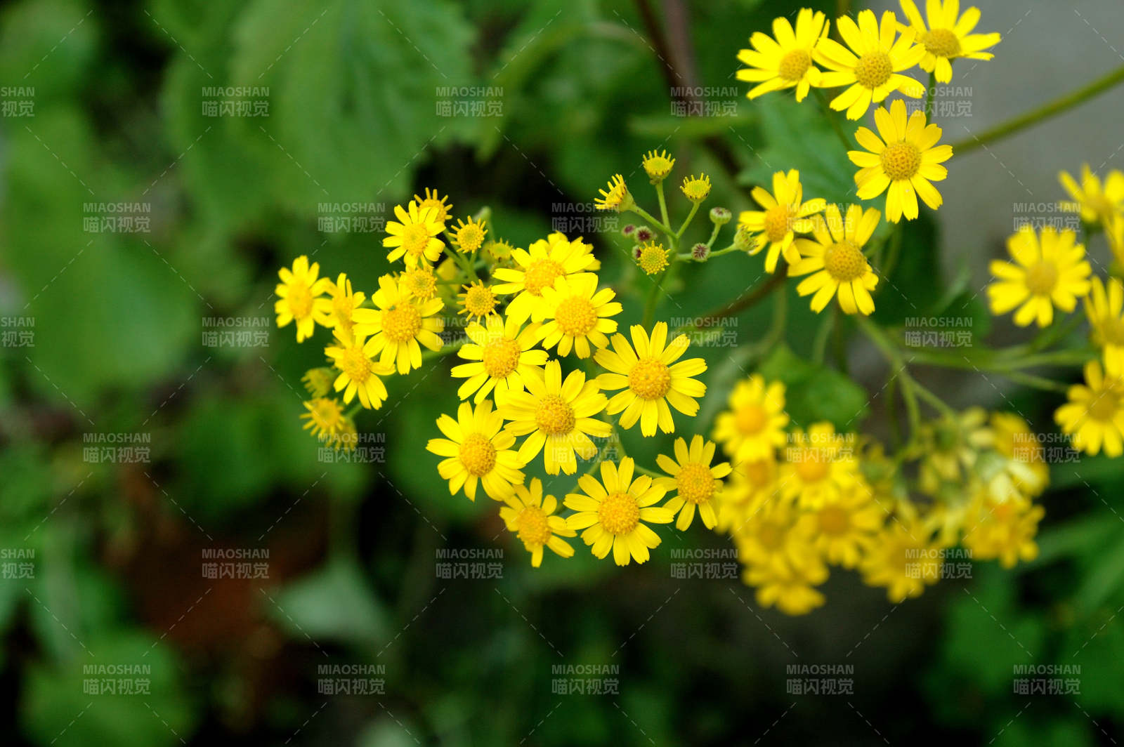 黃色小花綻放枝頭