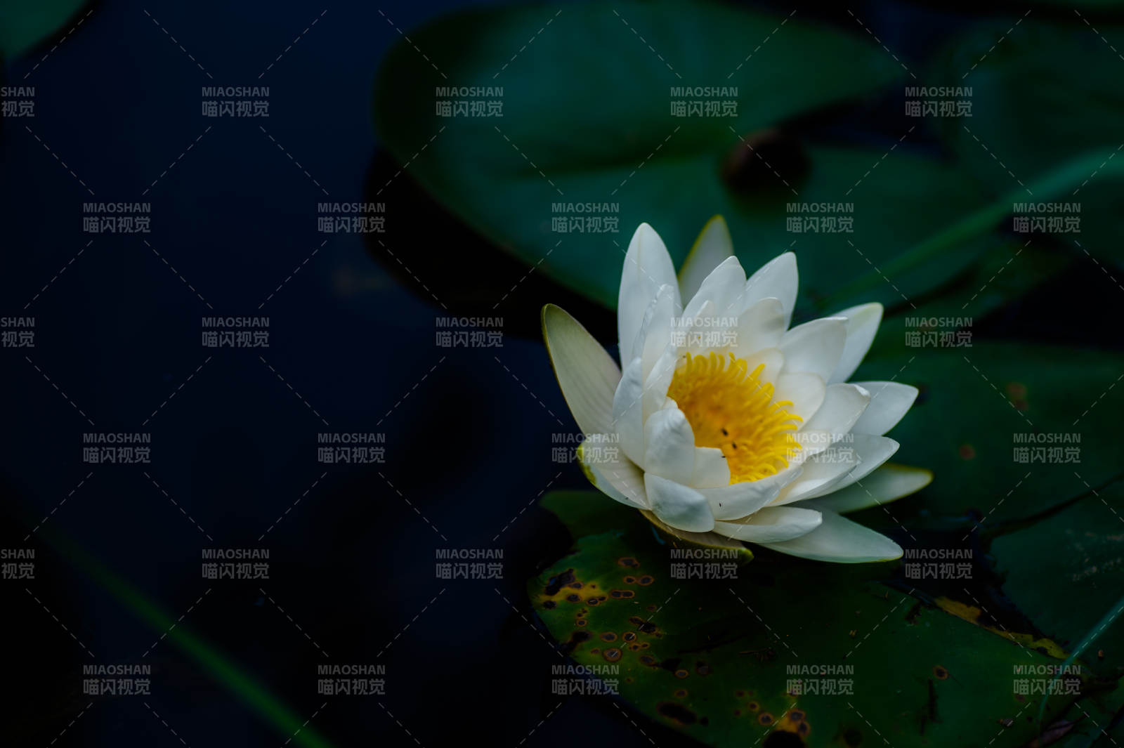 靜謐池塘中的白色睡蓮