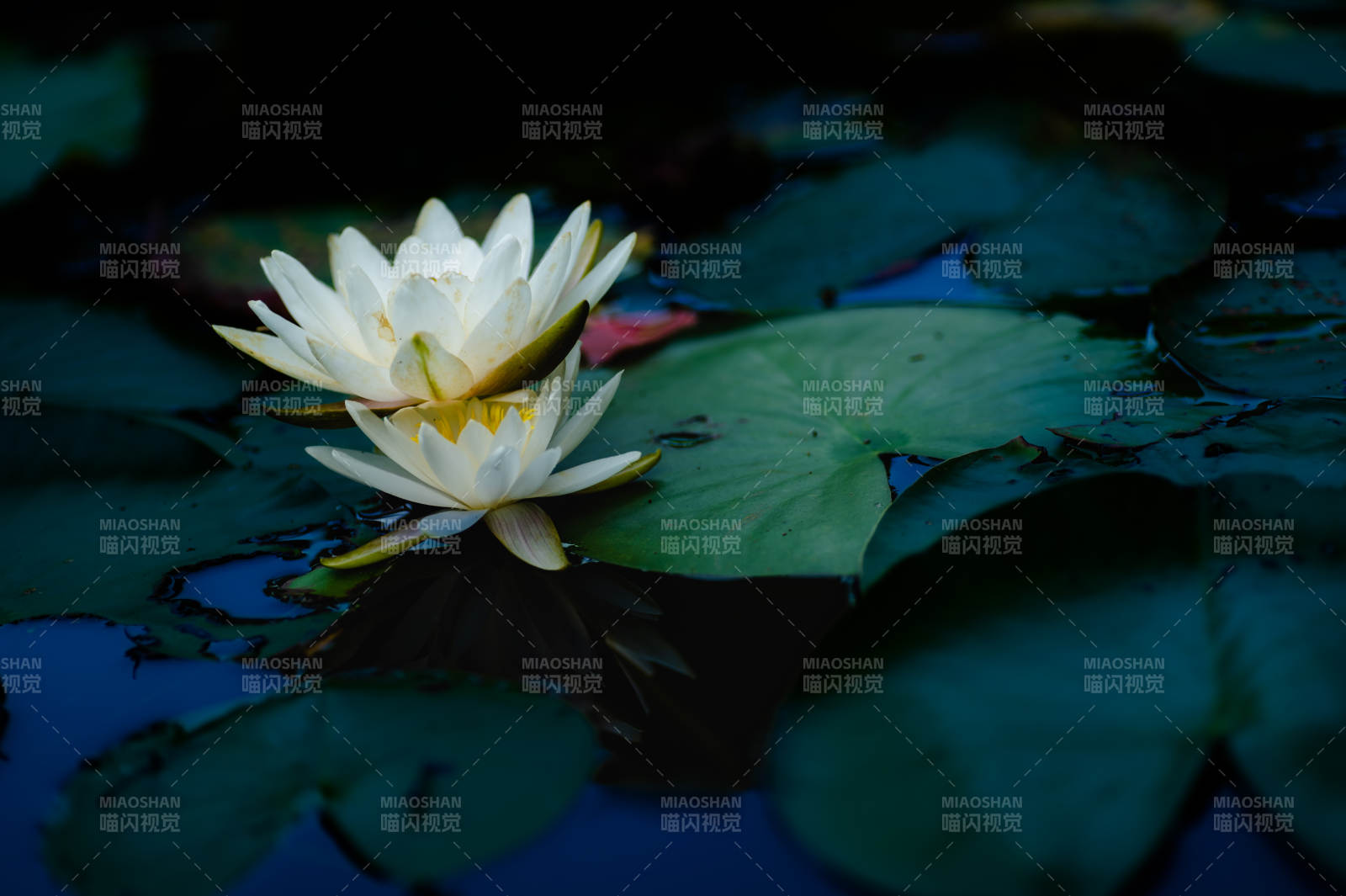 靜謐池塘中的白蓮花