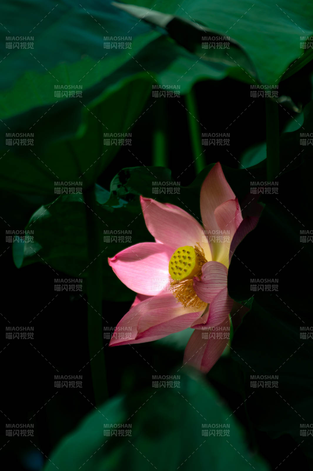 荷花綻放 綠葉映襯
