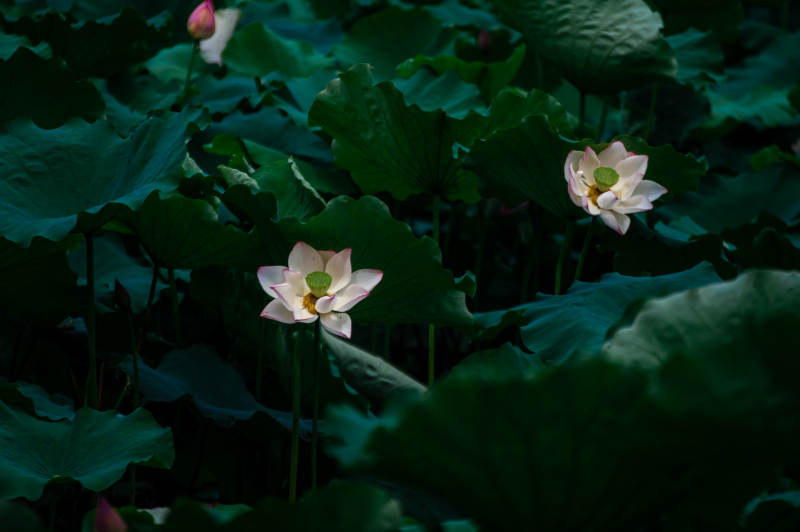 静谧荷塘 莲花绽放