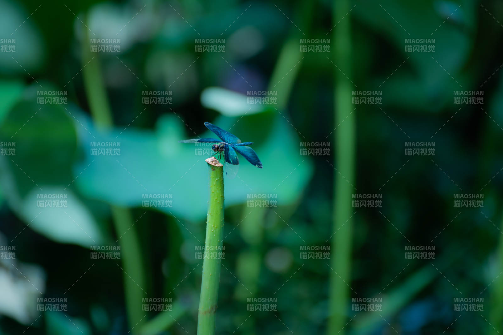 荷塘上的黑色蜻蜓