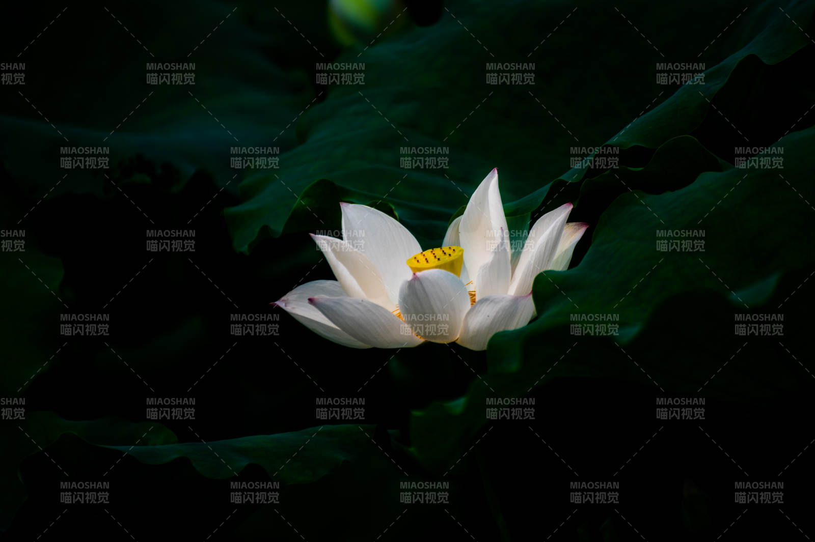 靜謐池塘中的蓮花綻放