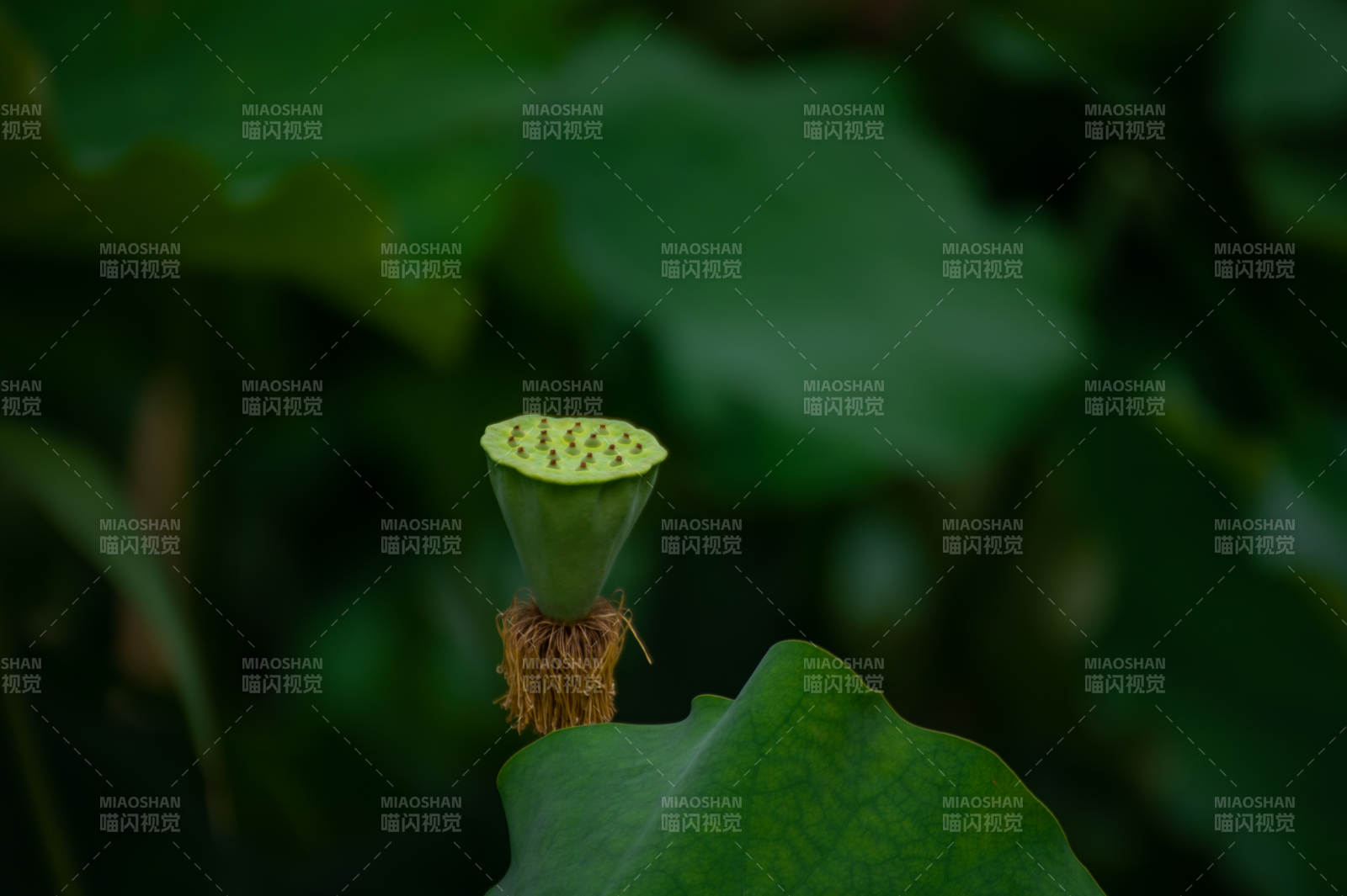 蓮蓬初生 綠意盎然