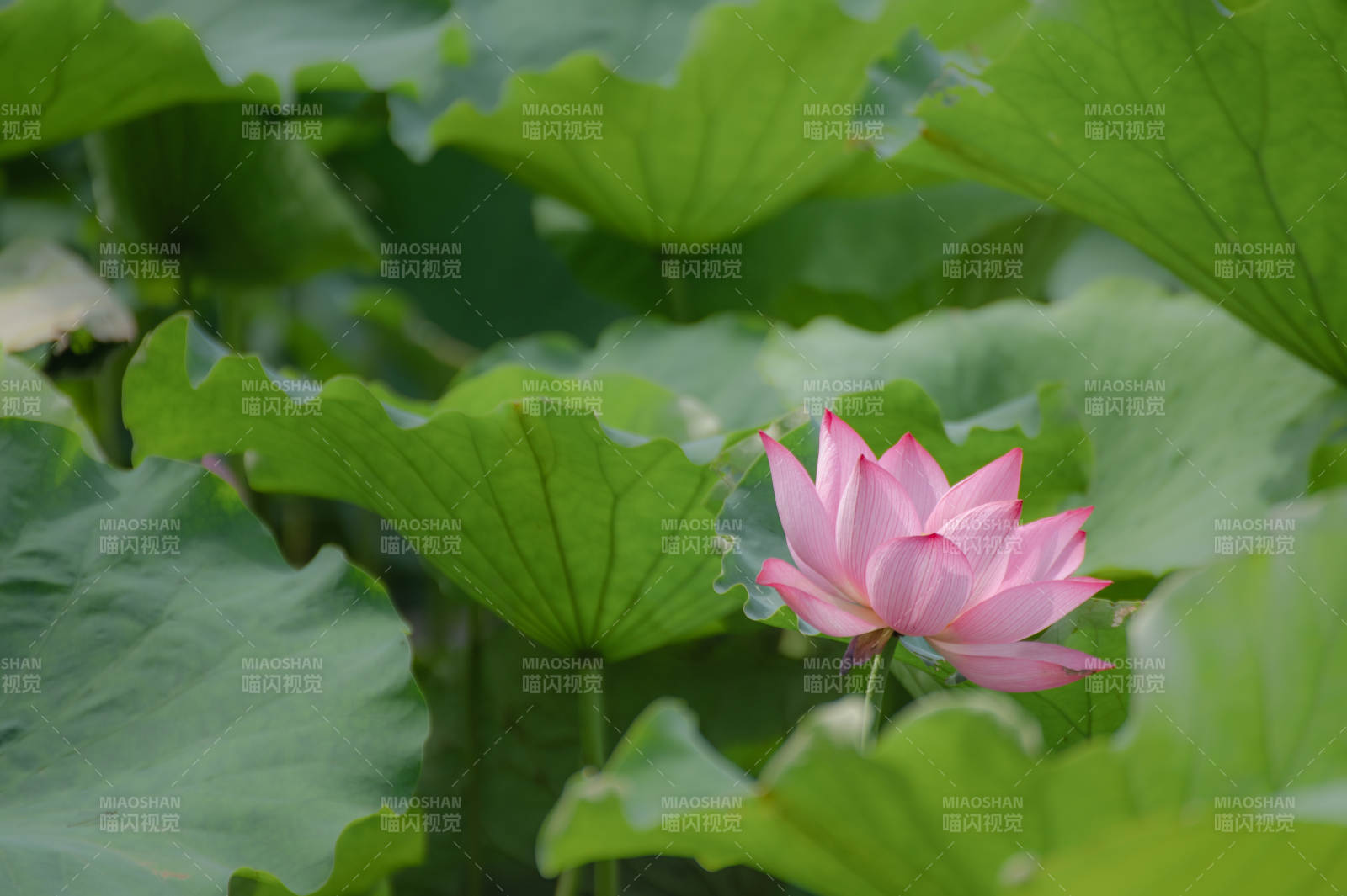荷葉叢中綻放的蓮花