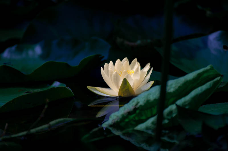静谧池塘中的莲花