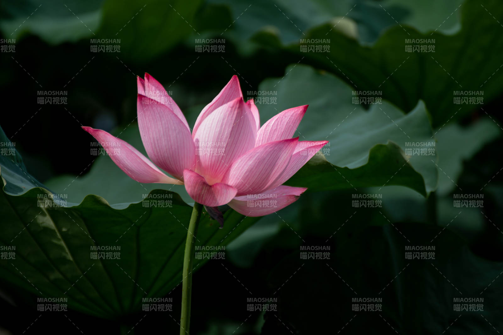 粉蓮靜綻綠葉間