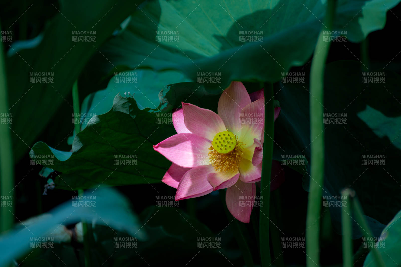 池塘中的粉色蓮花