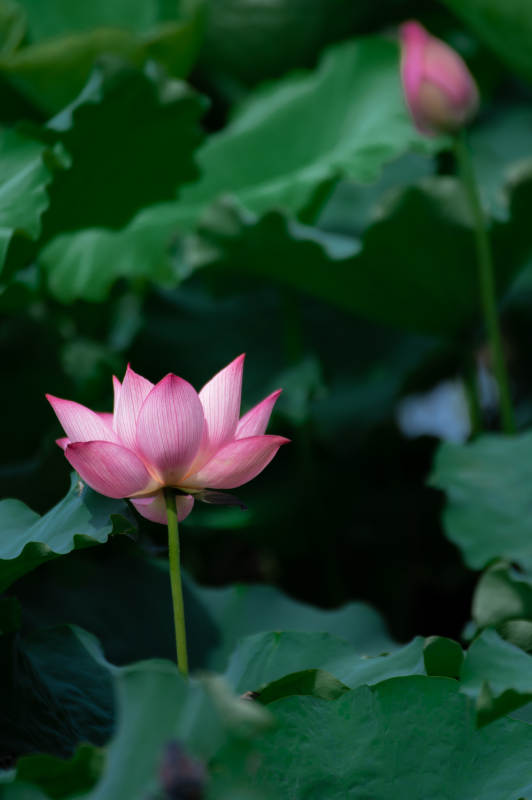 池中蓮花靜謐綻放