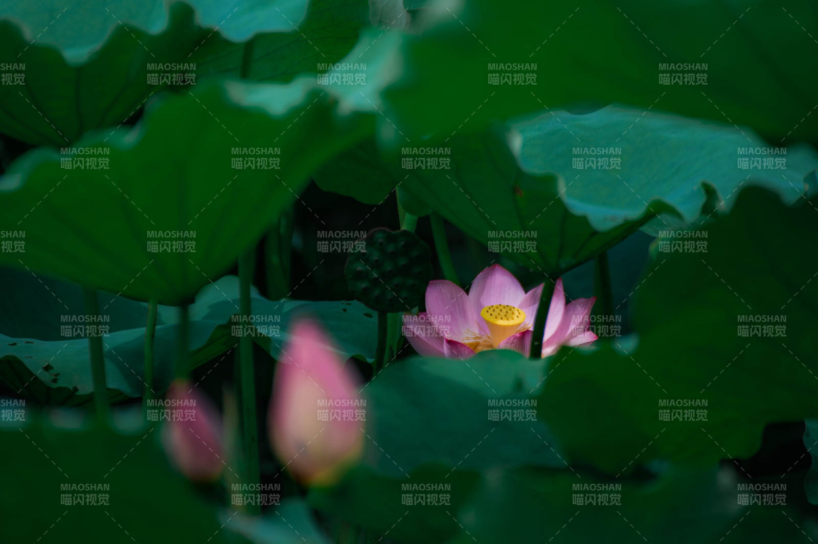 荷塘靜謐 蓮花綻放