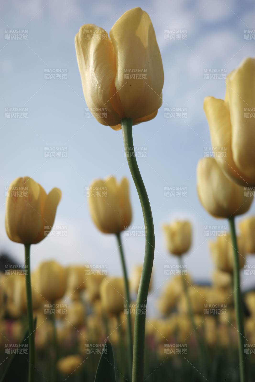 黃色郁金香花田美景