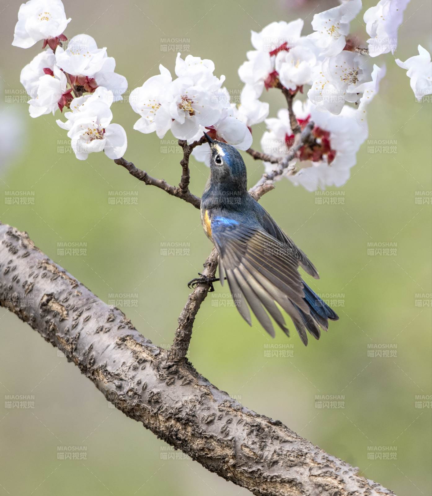 春花鳥語 生機盎然