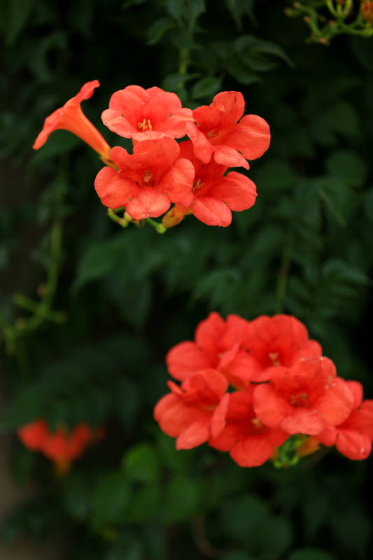 橙紅凌霄花