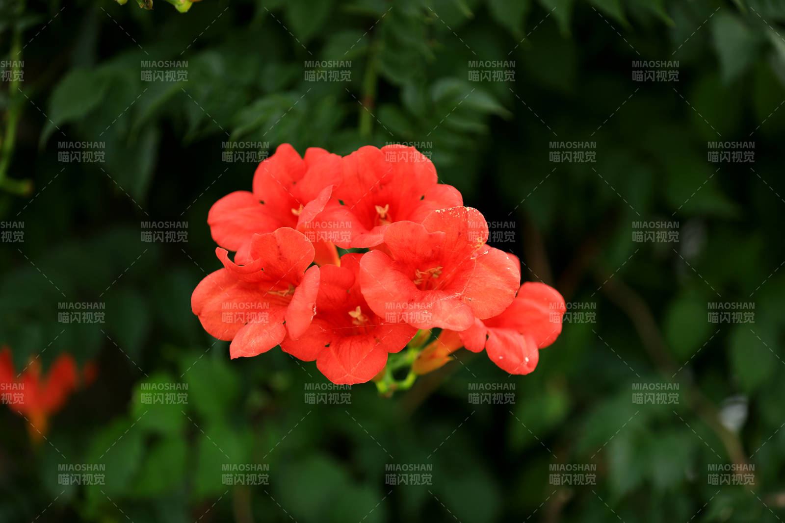 凌霄花特寫