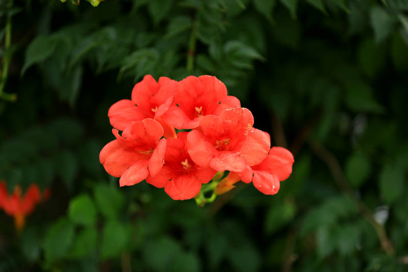 凌霄花特寫