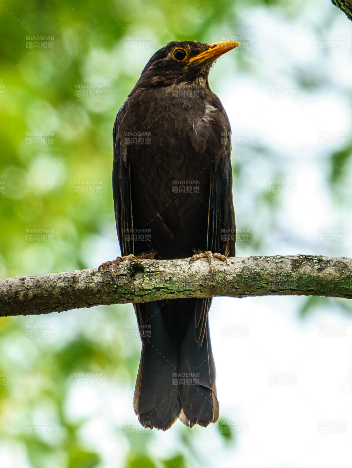 樹枝上的黑鳥