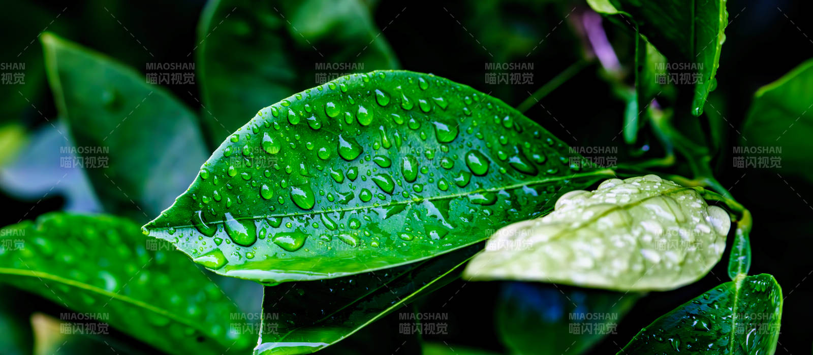 雨后綠葉上的水珠