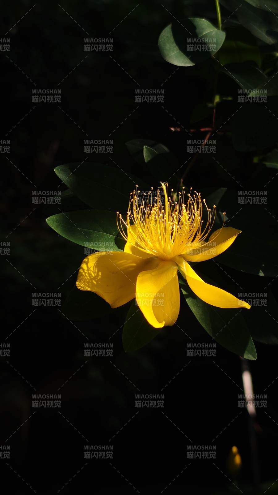 陽光下的金絲桃花