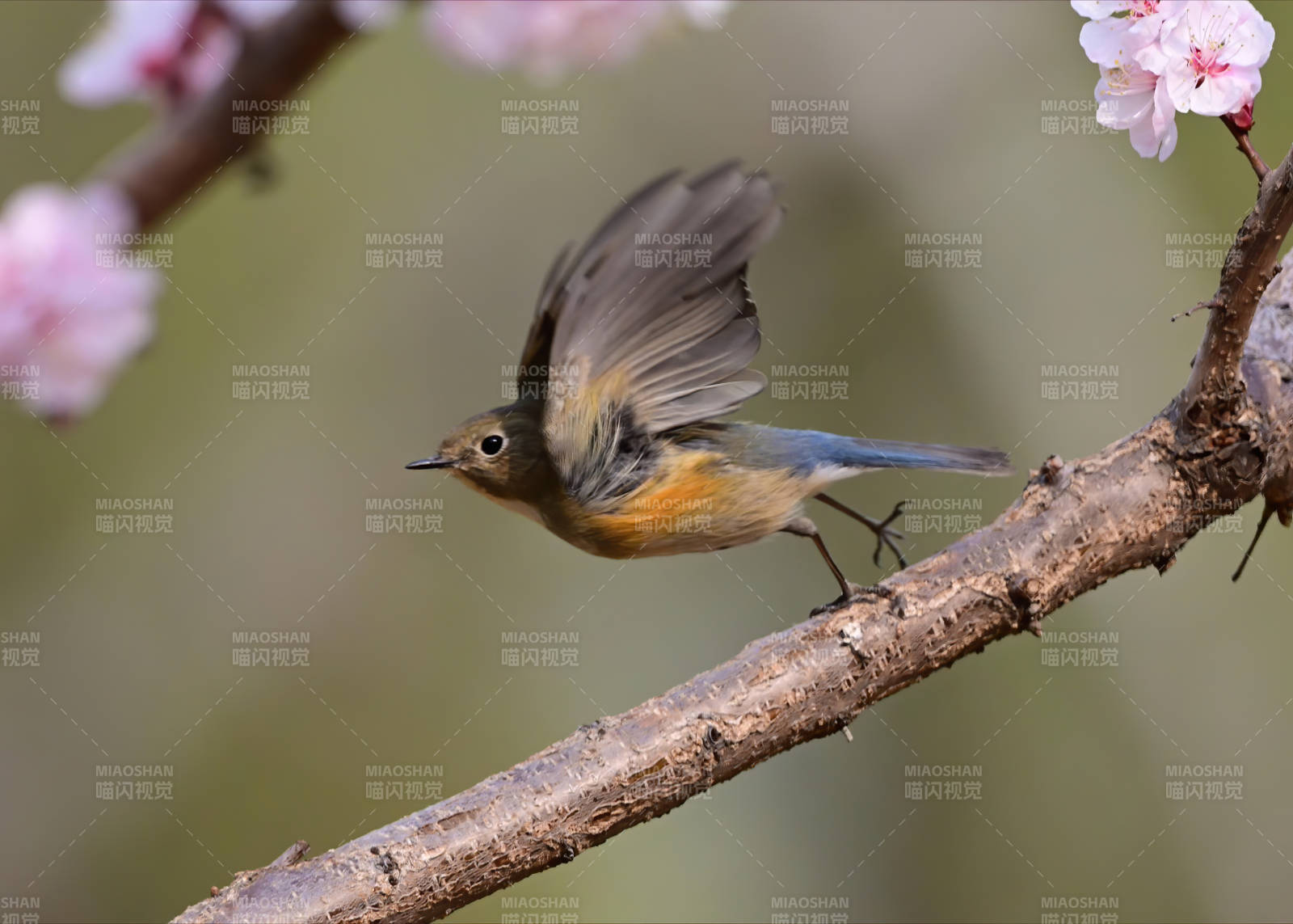 春日枝頭鳥飛翔