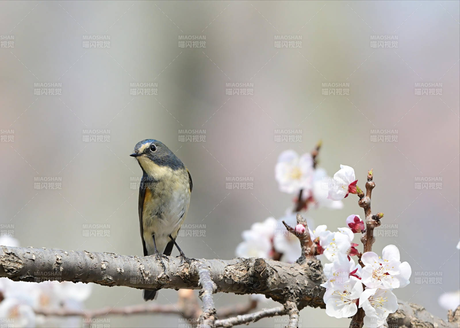 春日枝頭小鳥與花