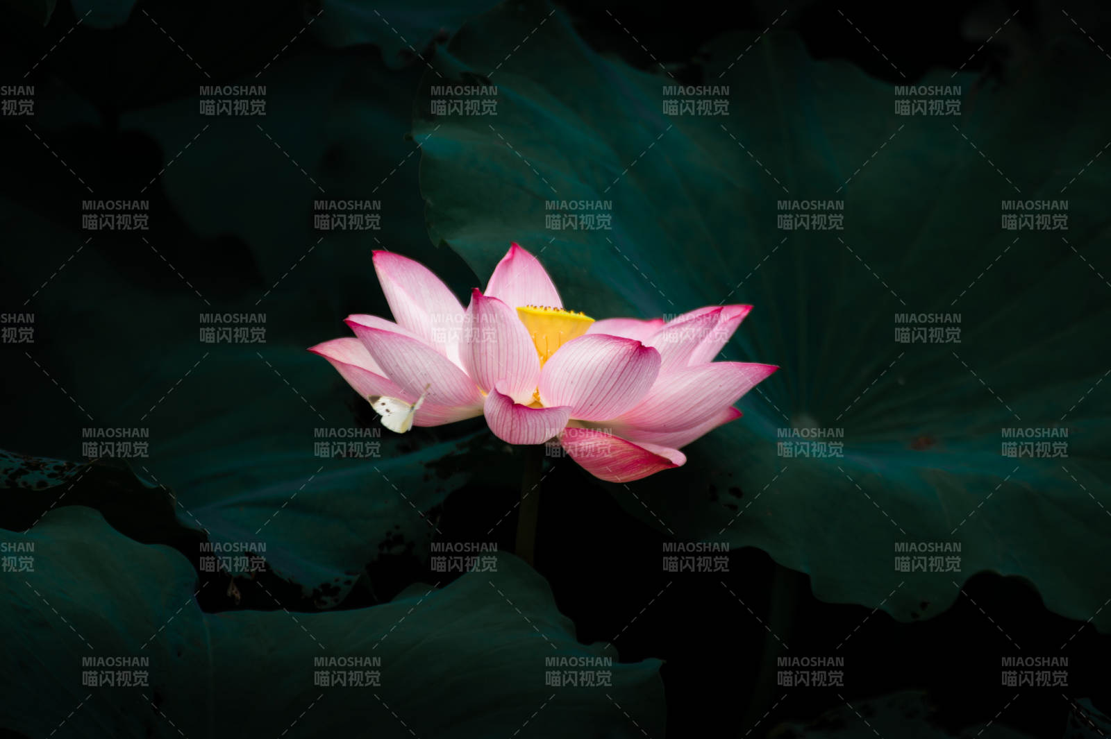 靜謐池塘中的蓮花綻放