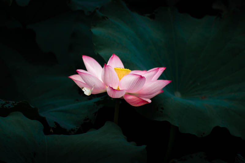 静谧池塘中的莲花绽放