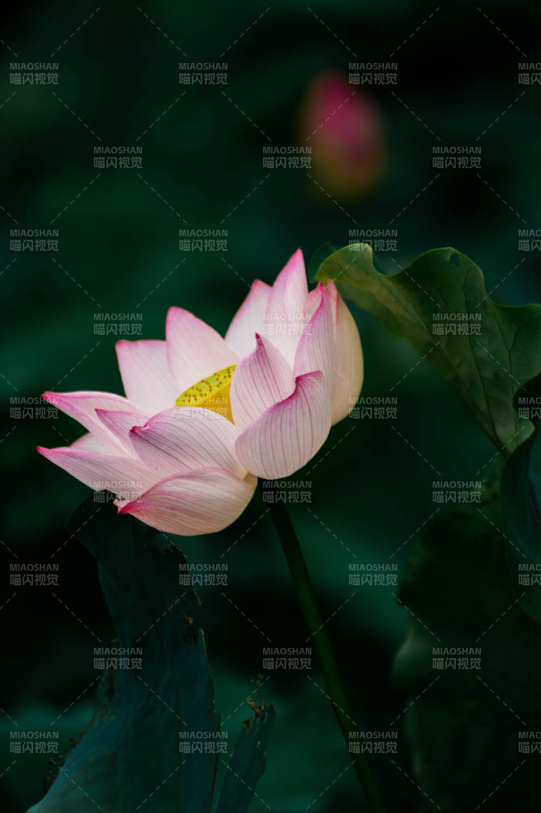 靜謐池塘中的蓮花綻放