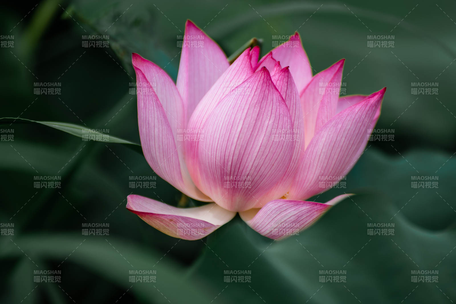 粉嫩蓮花靜謐綻放