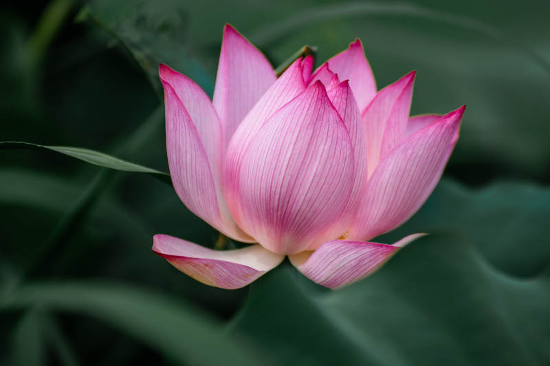 粉嫩莲花静谧绽放