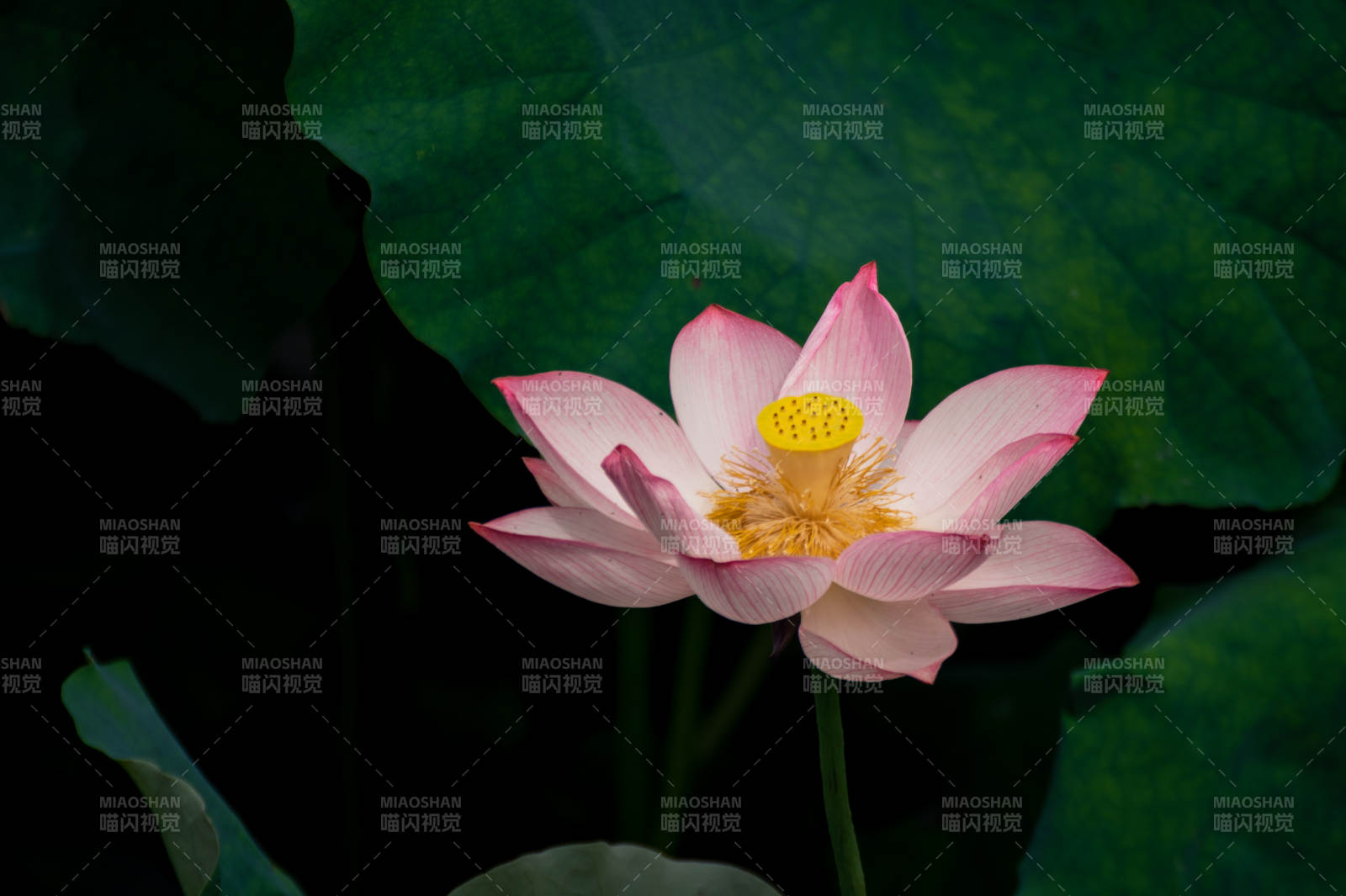 粉蓮靜綻 綠葉相襯