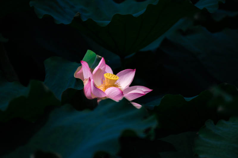 池中蓮花靜謐綻放