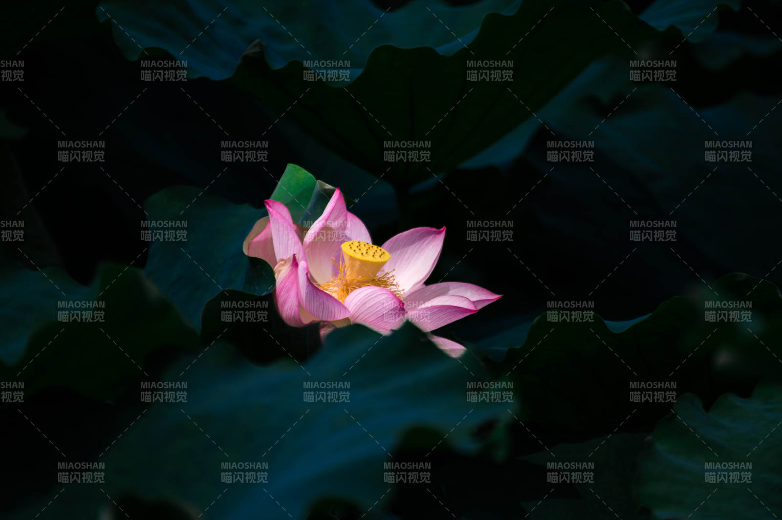 池中蓮花靜謐綻放