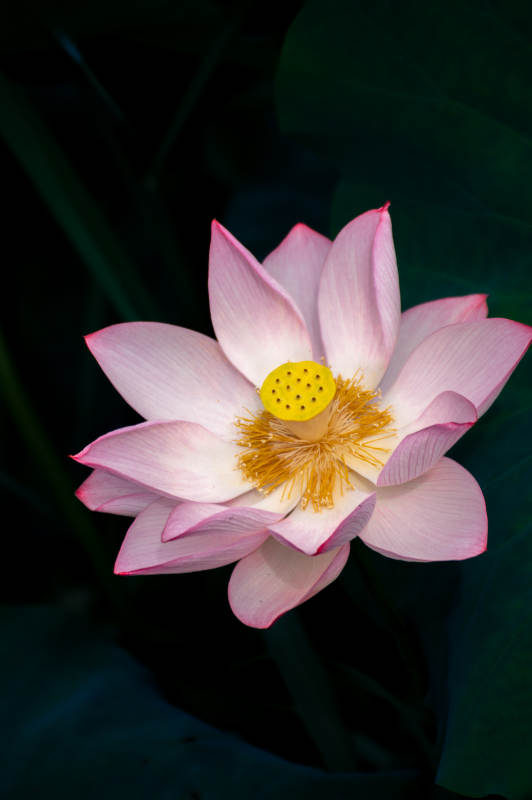 莲花绽放 清新雅致