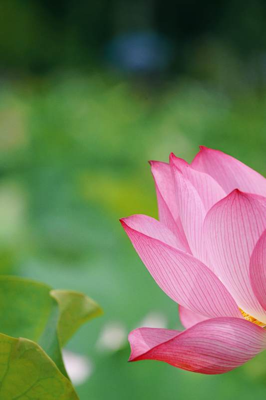 粉色莲花绽放于绿叶间