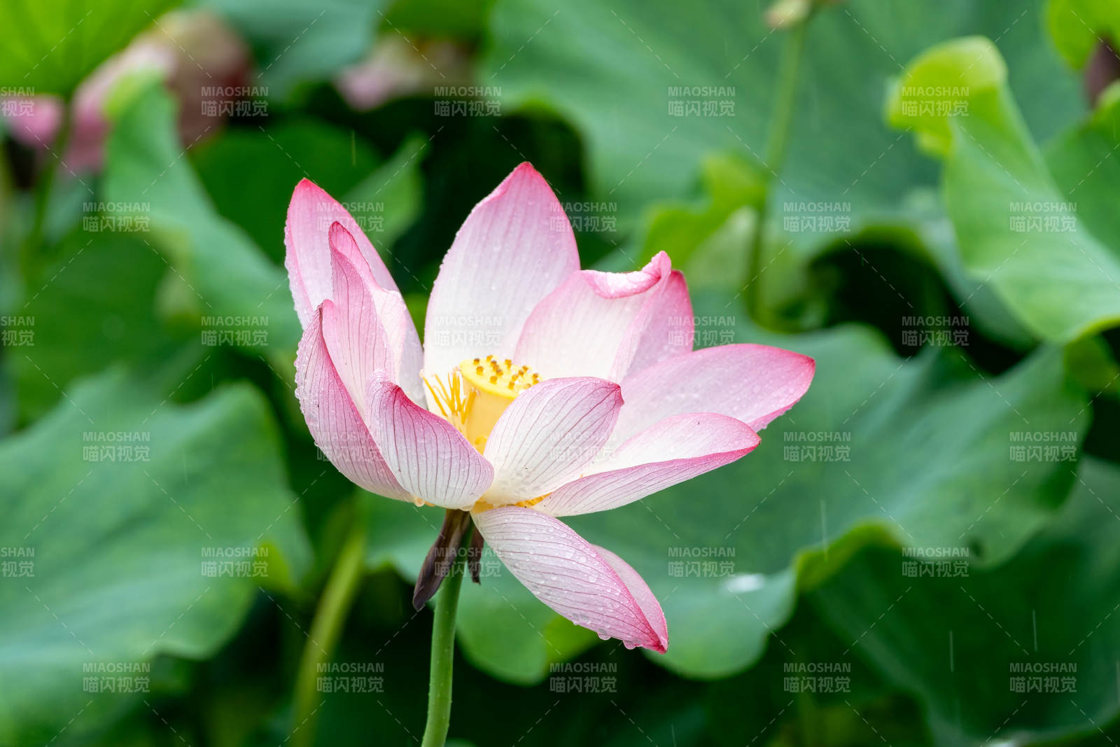 粉嫩蓮花靜謐綻放