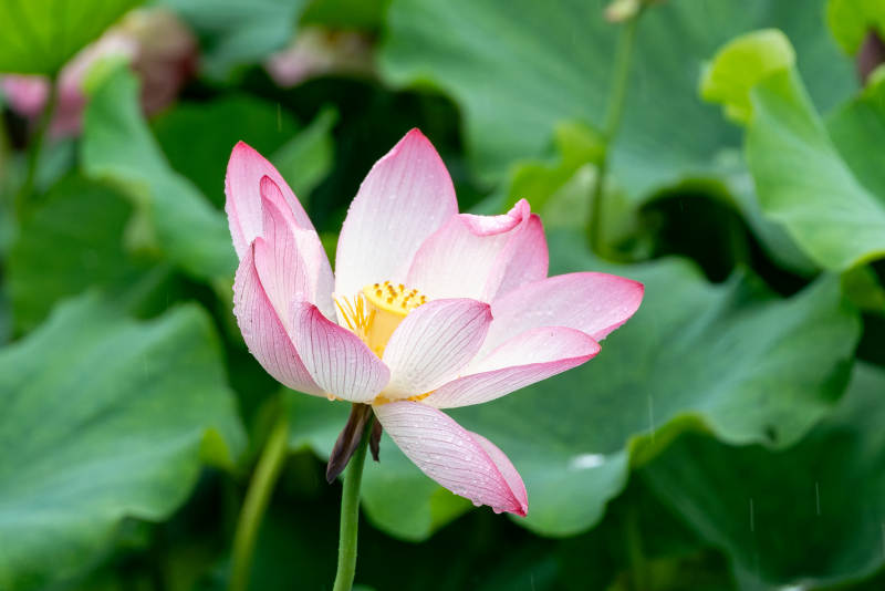 粉嫩莲花静谧绽放