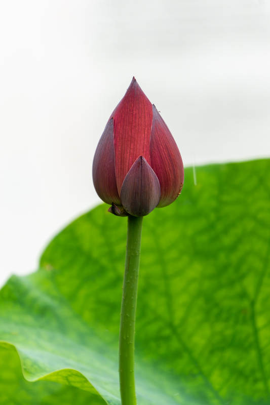 含苞待放的莲花蕾