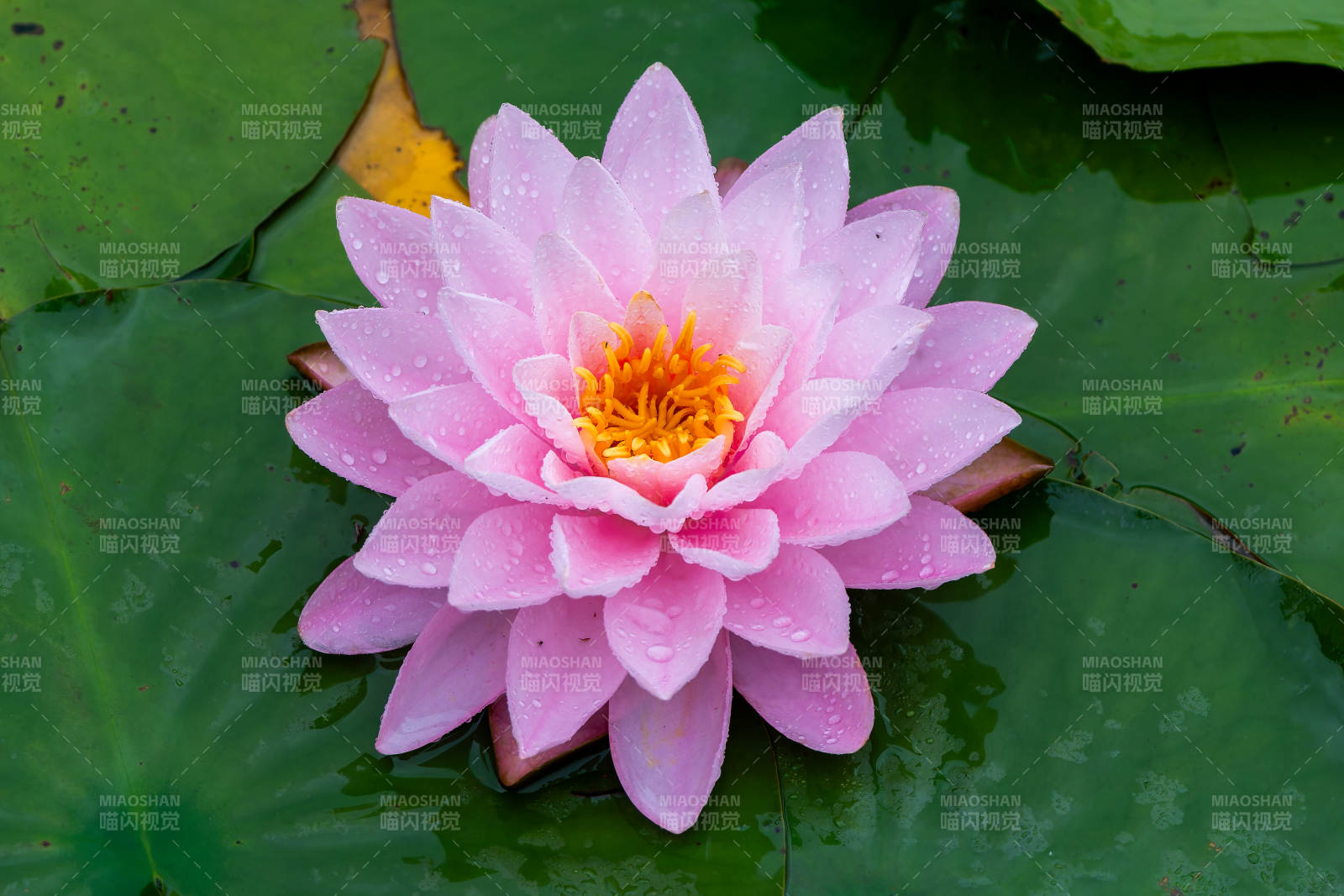 粉色蓮花靜謐綻放