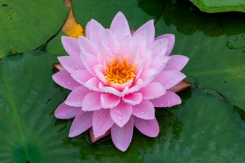 粉色莲花静谧绽放