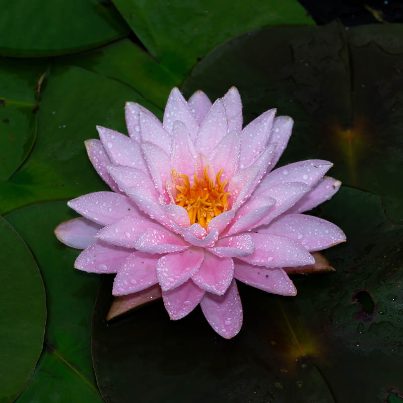 雨后粉莲静谧绽放