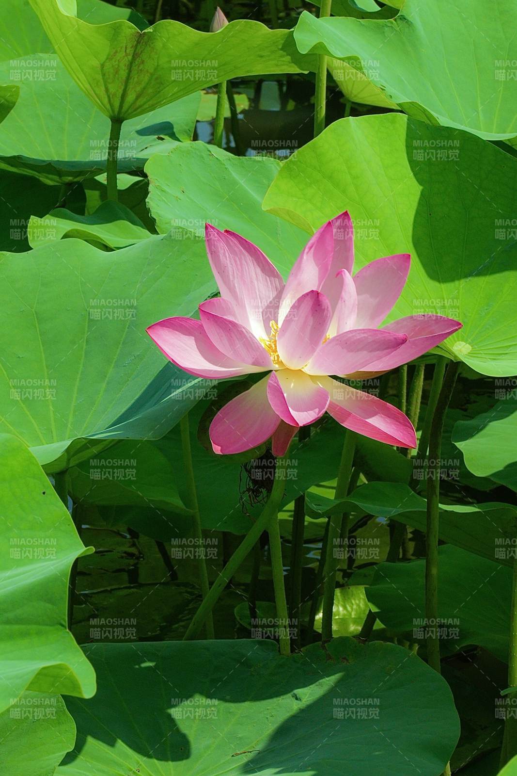 粉嫩蓮花映綠葉