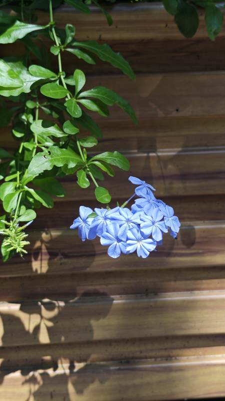 蓝花与绿叶的光影交错