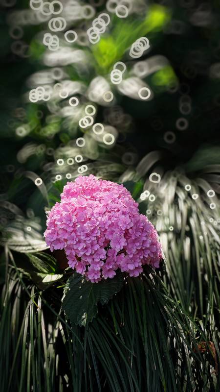 粉色绣球花与光斑背景