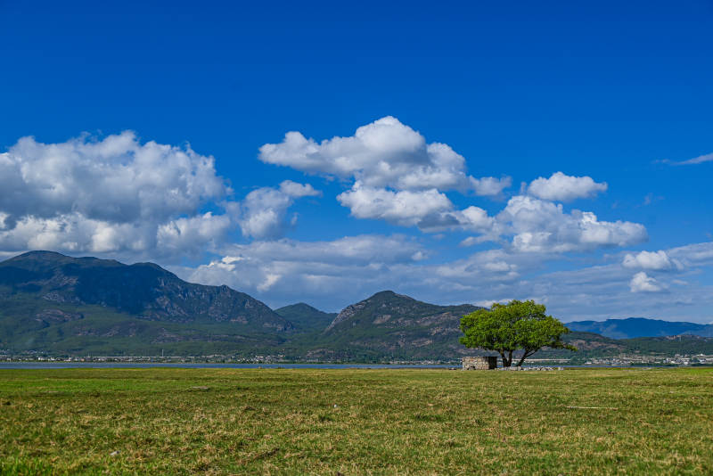 孤树绿野蓝天白云山景