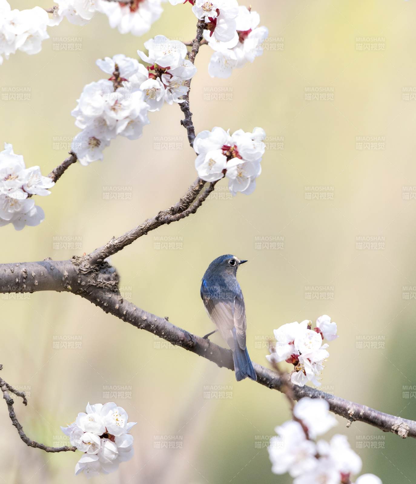 春日花枝上的小鳥