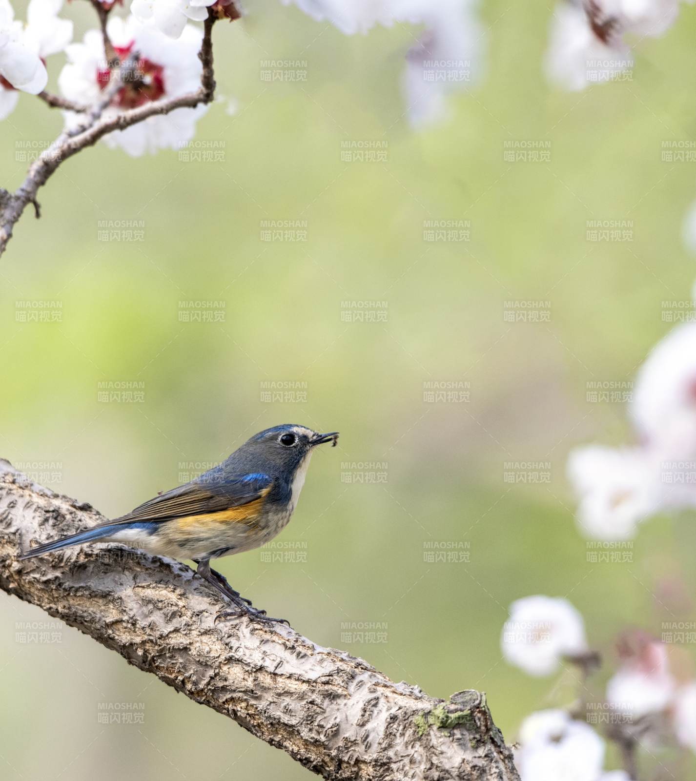 春日櫻花與小鳥